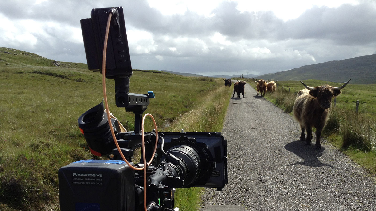Katie Morag filming on location, showing some highland cattle walking along a rural road