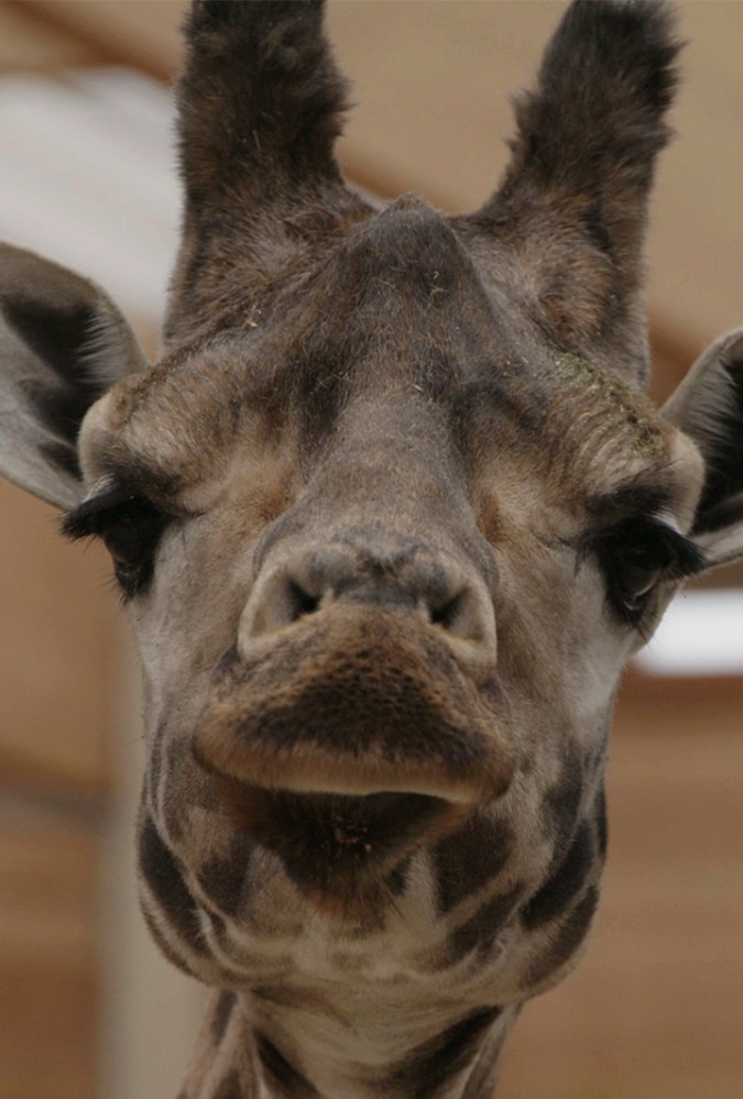 Still from Life and Other Problems, credit Jacob Sofussen. The Image is close up of a giraffe's face