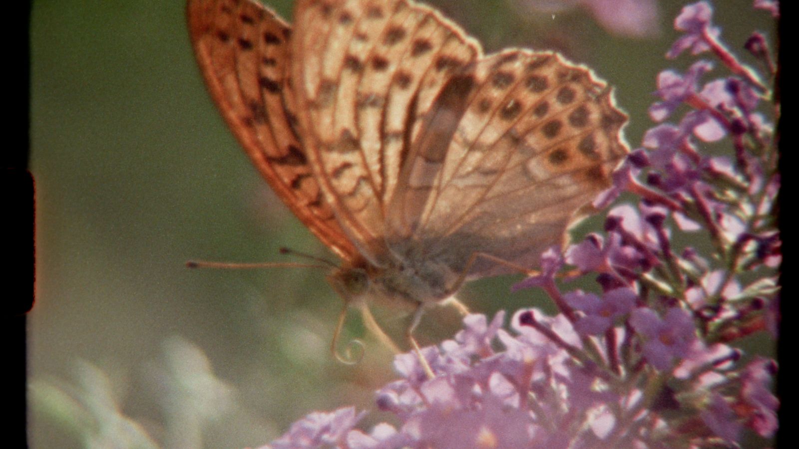 A close-up of an orange and black speckled butterfly perched on a cluster of purple flowers. The butterfly's wings are delicately veined and the scene is softly focused, with a green background.