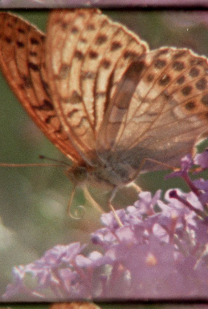 A close-up of an orange and black speckled butterfly perched on a cluster of purple flowers. The butterfly's wings are delicately veined and the scene is softly focused, with a green background.