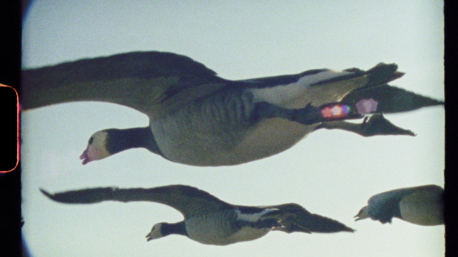 Three geese flying in formation against a clear sky, with wings outstretched. The image has a film-like grain with a black border on the left side.