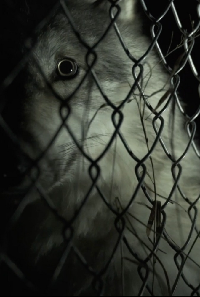 Still from Wolf Park, which shows a wolf behind a wire fence at night