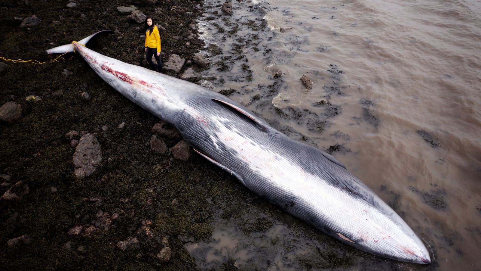 A whale lies deceased on a beach - someone stands next to the whale looking very small in comparison