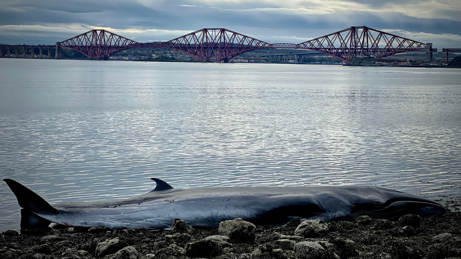 Beached whale with the forth rail bridge seen in the background.