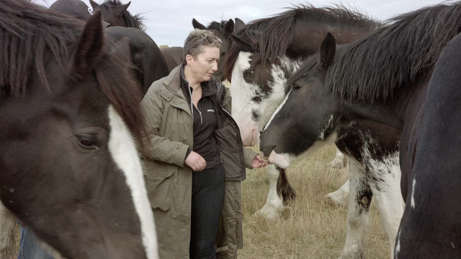 Photo of Clydesdale Horses, with a woman standing in front