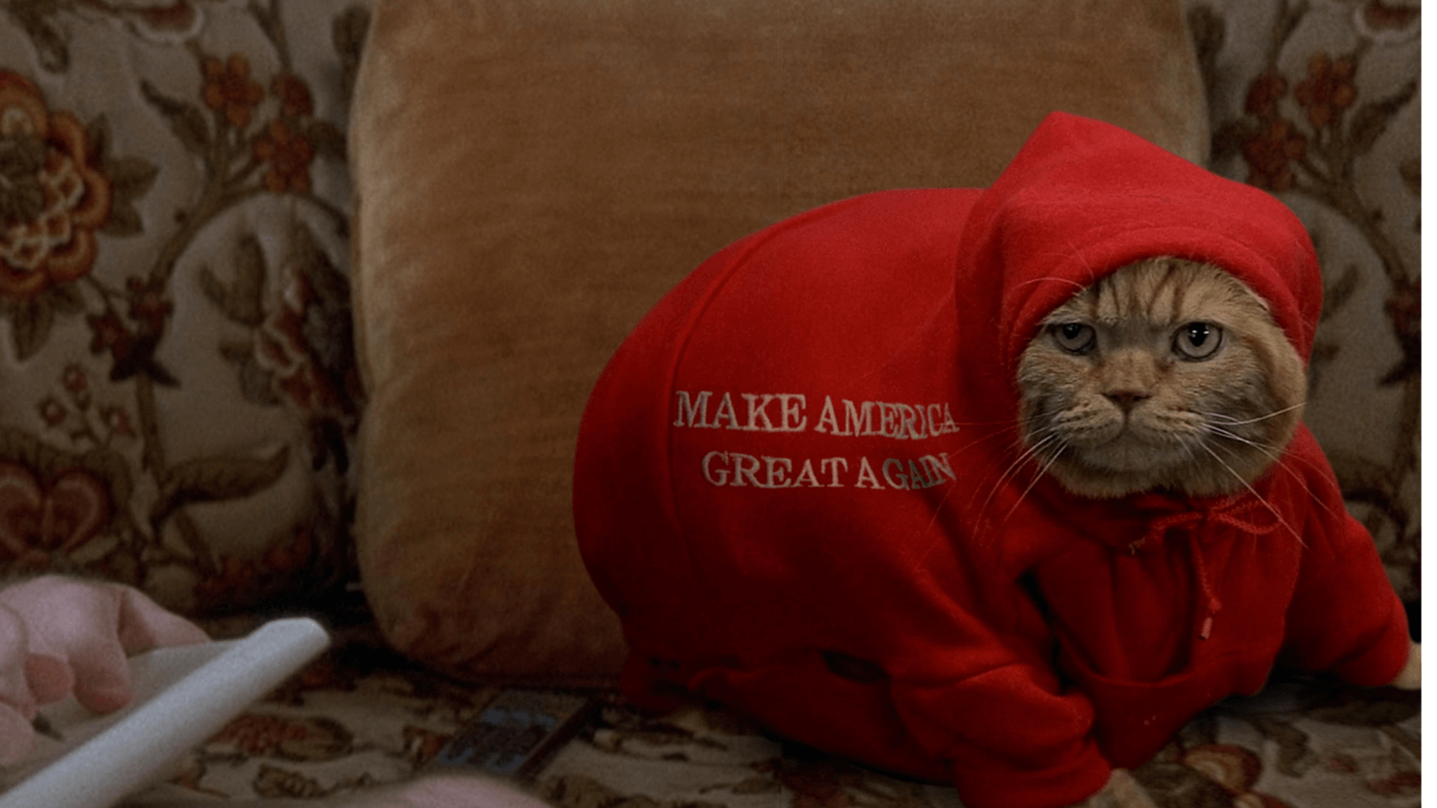 Cat in Make America Great Again hoodie. Hello Dankness _ Photo Credit - Soda Jerk.