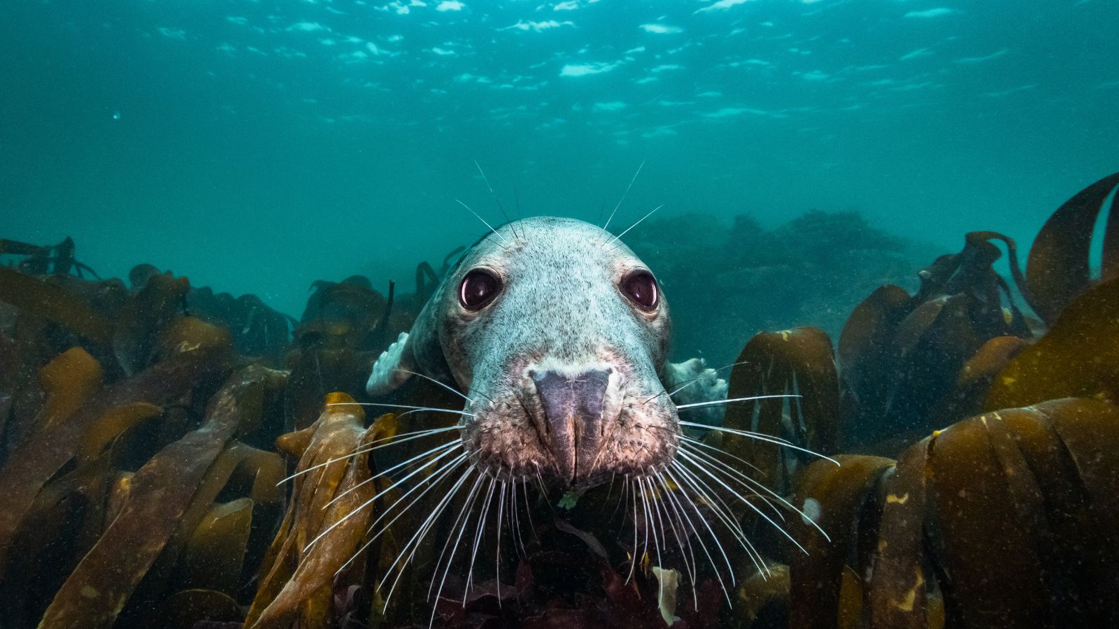Close-up of a curious seal underwater, surrounded by swaying seaweed. Its eyes are wide, and whiskers are prominent, set against a backdrop of deep blue ocean and soft sunlight filtering through the water.