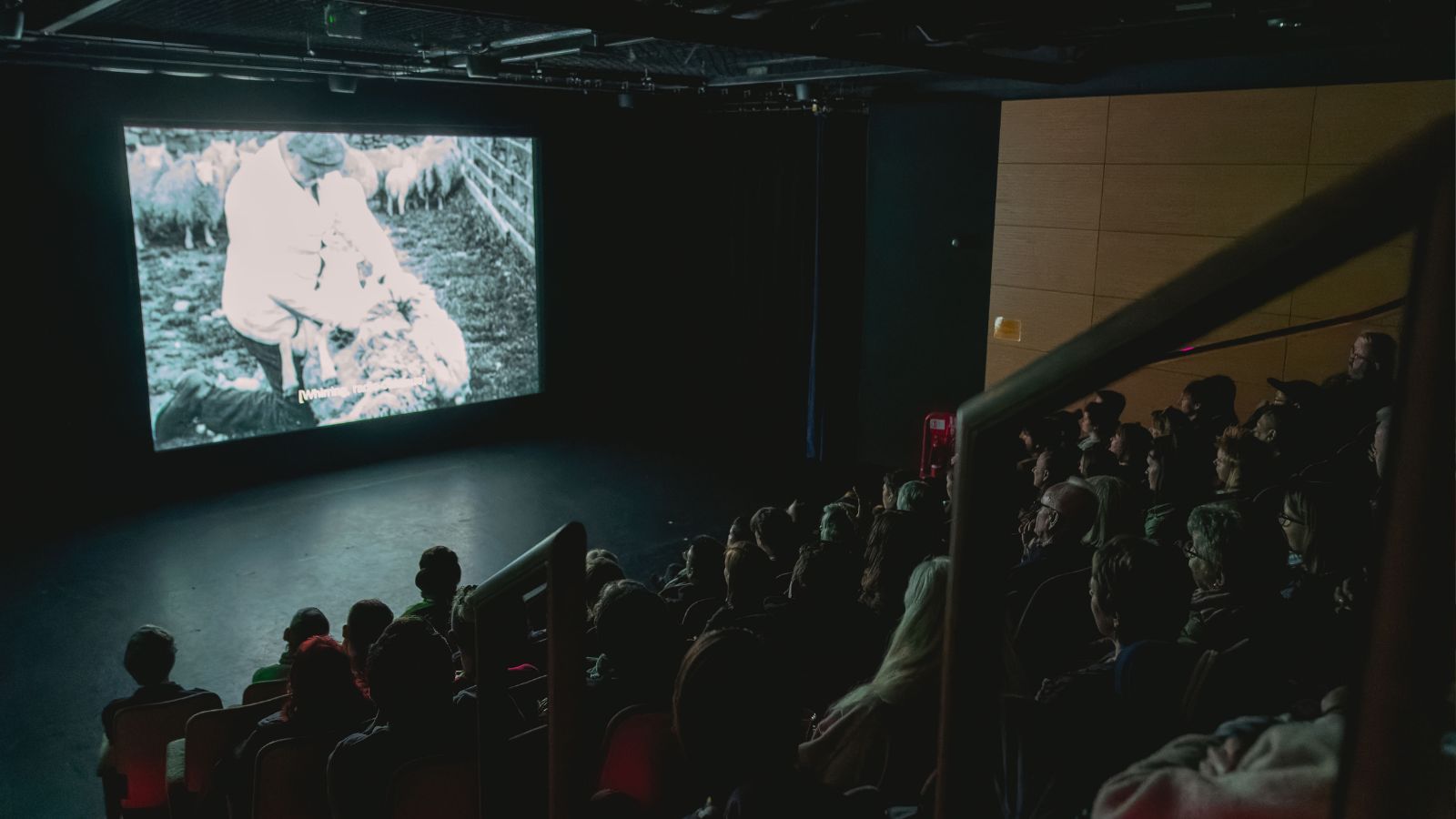 An audience sits in a dimly lit auditorium, watching a large screen displaying a black-and-white film of a farmer shearing a sheep in a pen. The viewers are seen from behind, seated in tiered rows of seating.